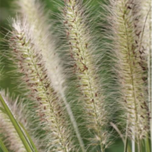 Pennisetum alopecuroides kopen Kalmthout